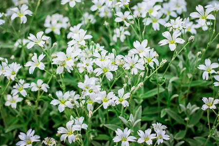 白色的吉普西拉花朵背景图片