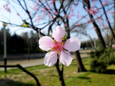 一枝桃花逆天浅粉色花苞图片