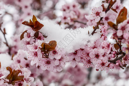 春暖花开雪花纷飞图片