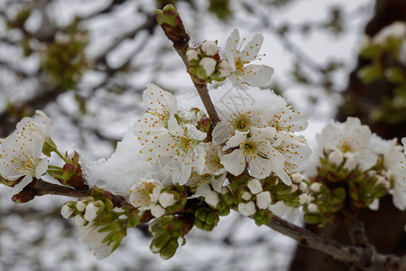 甜美的樱花春暖花开雪花纷飞图片