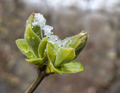 三月的雪落下睡着的背景图片