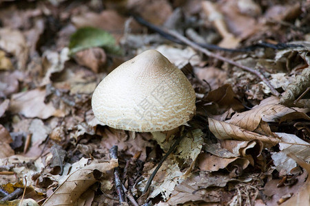 意大利北部的伞菌蘑菇景观图片
