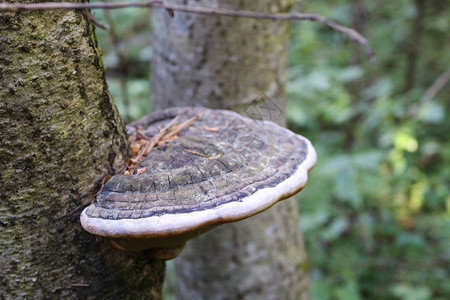 森林中树干上的架子真菌架子真菌的照片它位于一棵树的干上树皮上的绿色苔藓森林中的树木图片