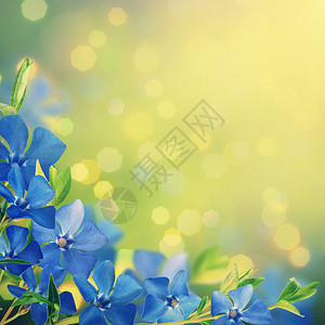 五颜六色的背景与蓝色春天的花朵图片