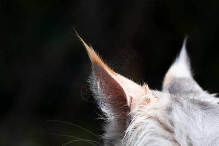 带有长流苏和复制空间的缅因浣熊猫耳朵的特写图片