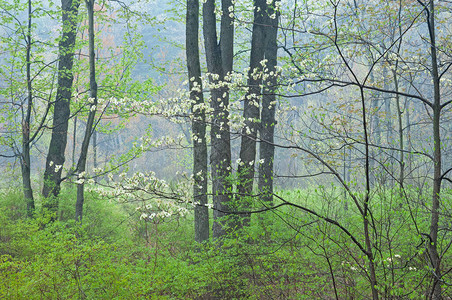 美国密歇根州Y洋基斯普林斯州立公园春林风景图片