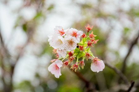 清境农场美丽的樱花背景图片