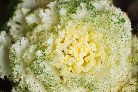 盛开的装饰卷菜花cauliflow图片