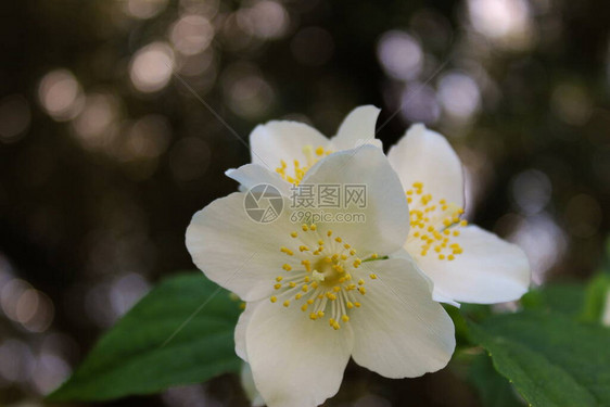 鲜白的花朵图片