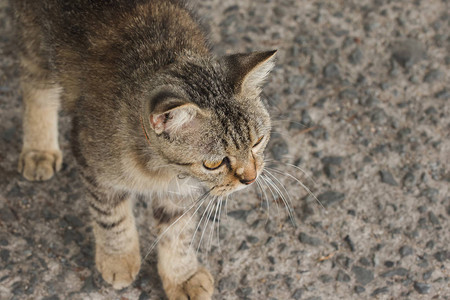 一只小灰猫站着看前面的东西图片