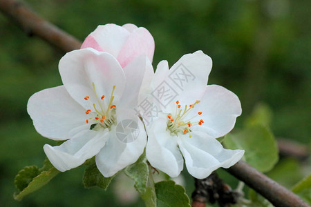蟹苹果树盛开所有的树枝上都布满了花蕾和新鲜的白色和粉红色的花朵春天的欢乐和美背景图片