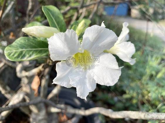 自然花园中的白色Adeniumobesum花图片