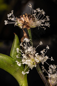 Basket或Inch植物花朵Callisiafra图片