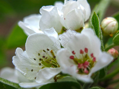 春花盛满的李子树用白色的背景图片
