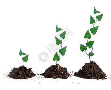 土壤中生长的三株植物图片