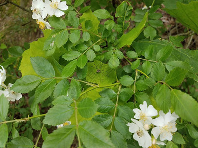 绿叶白花植物上的黑蜘蛛图片