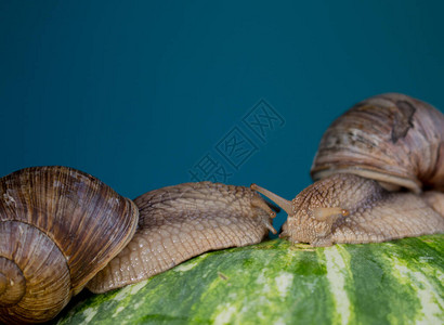 心中西蓝色背景中西瓜上的两只蜗牛背景