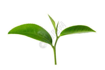 绿茶奶茶在带有剪切路径的白色背景上隔离的绿茶叶背景