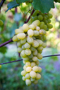 一串绿色葡萄挂在葡萄园的葡萄树丛上拉伊后挂在花园里的一串图片