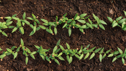 茄子幼苗在温室的地下从土壤中长出的小芽农业农工业在家种植蔬菜生态农业用地背景图片