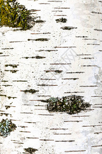 天然质地白树色树干betulaalba图片