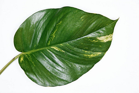 孤立的金色绿萝叶Epipremnum背景图片