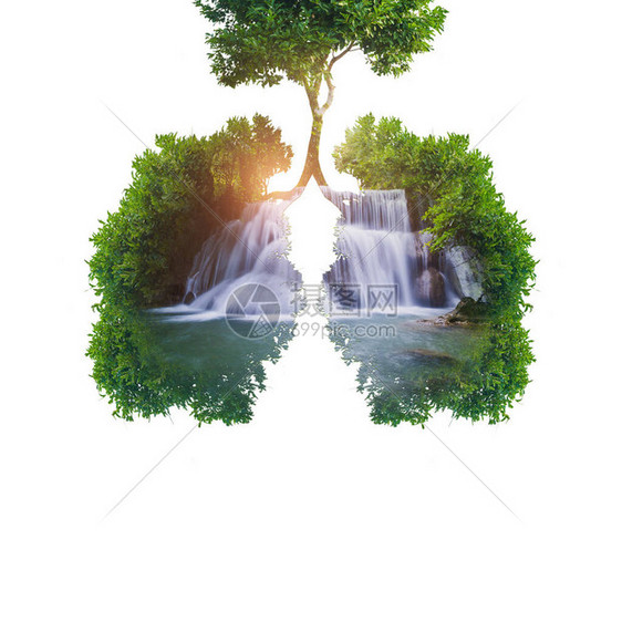 绿树肺图片