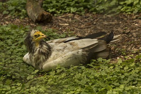 埃及秃鹫白色拾荒者秃鹫或法老鸡Neopronpercnop图片