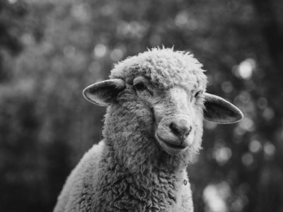 农场里的羊黑白动物肖像图片