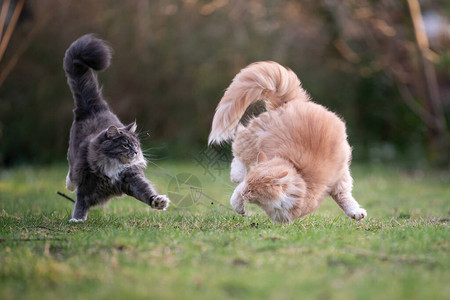 两只玩耍的马屁公猫在花园里互相追逐一起跑来图片
