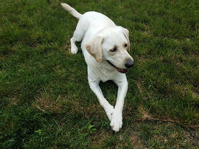 一只大白狗或小狗在绿草或背景图片