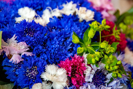 在夏天花束特写镜头的明亮五颜六色的花蓝色紫色粉色和白色的康乃馨花瓣新鲜的花朵特写花卉背景盛开的花朵纹背景图片