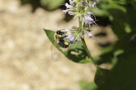 蜜蜂授粉甘油薄荷植物液化糖薄荷用于药用图片