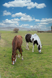 蓝天白云草地上的马图片