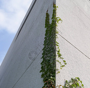 著名大学建筑上的绿色垂直匍匐植物图片