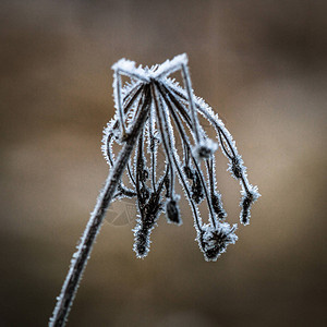 冬季霜植物图片