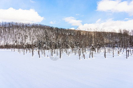 美丽的户外自然景观在日本北海道冬季雪图片