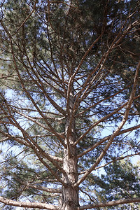 一棵大树的干蓝天背景下的松树图片