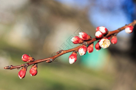 苹果树上的春花图片