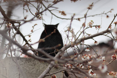 黑白的猫爬上图片