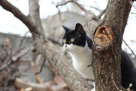 黑白的猫爬上图片