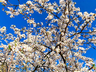 蓝天背景下盛开的白花果树工作室照片图片