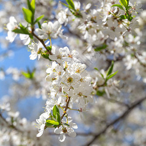 春天开花的果树白花映衬着蓝天春天图片