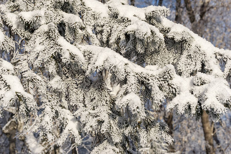 白色背景上带新鲜雪的圣诞树常青云杉树图片