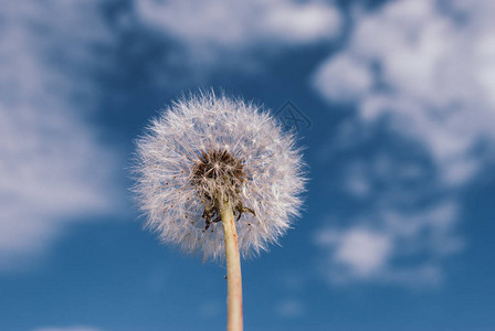 春天丹迪利翁开花蓝天空背景的白花图片