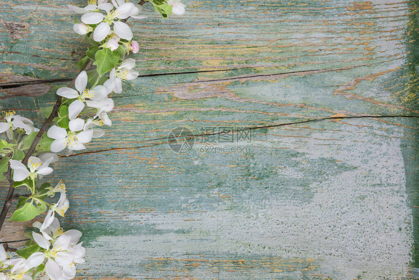 白花覆着鲜苹果树枝的旧蓝色粉红色板本春季背景摘要图片