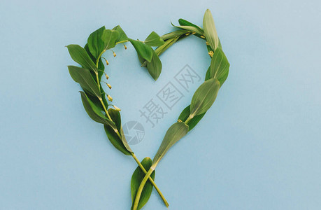 蓝纸背景的野花绿色心脏形状高清图片