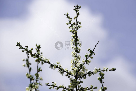 在明亮的蓝天背景背景的背景下图片