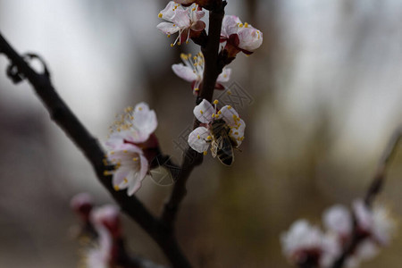 春天一只蜜蜂在苹果树的白花上图片