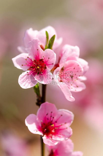 美丽的桃花特写图片